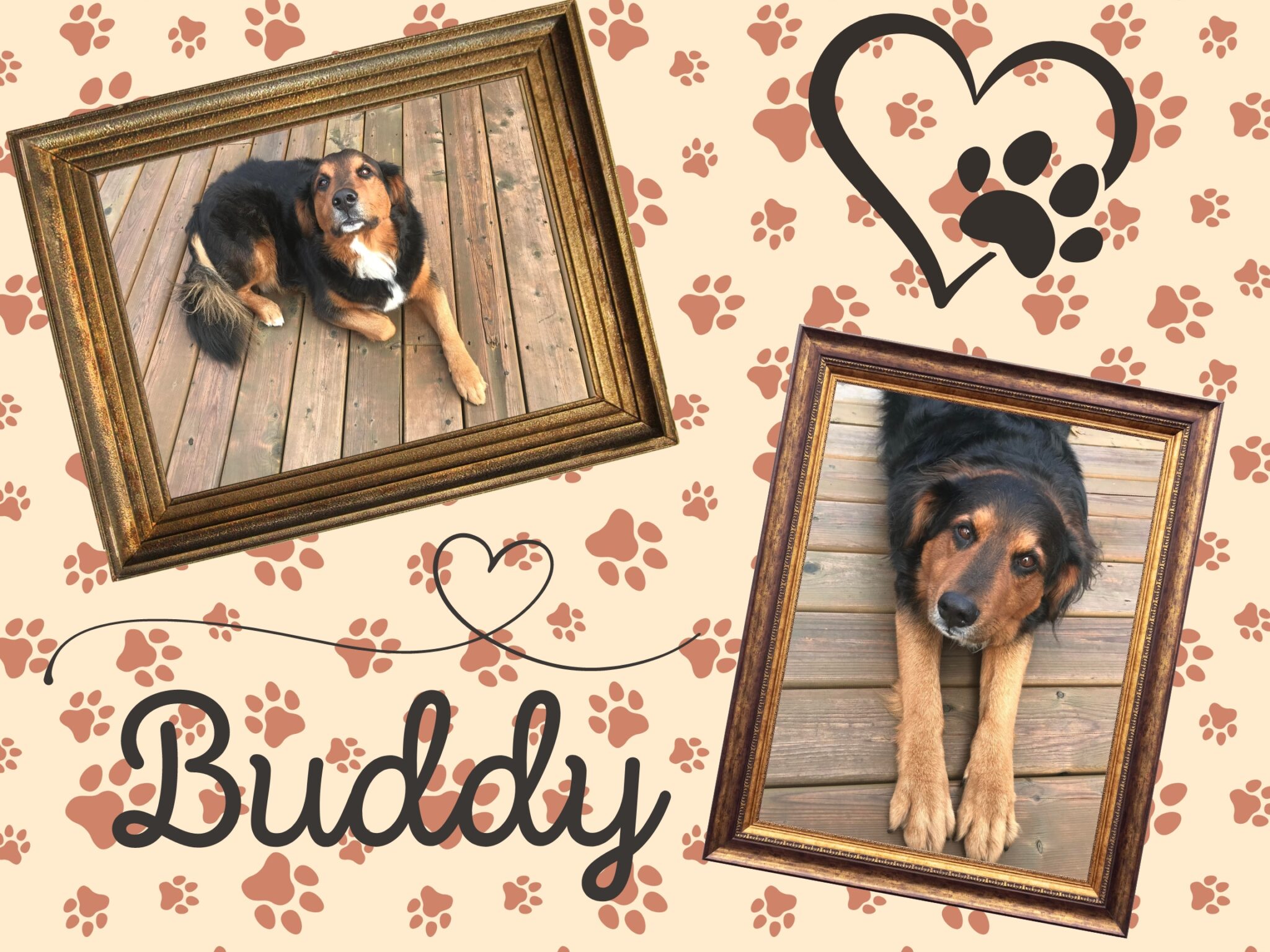 Buddy - Mascotte Une Affaire de Famille